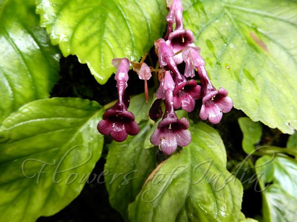 didymocarpus-pedicellatus-stone-flower